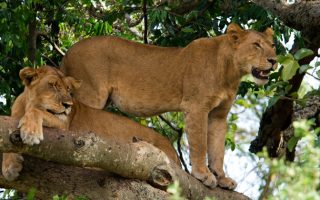 3 Days Queen Elizabeth National Park safari