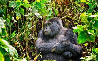 3 Days Uganda Gorilla Trekking from Kigali