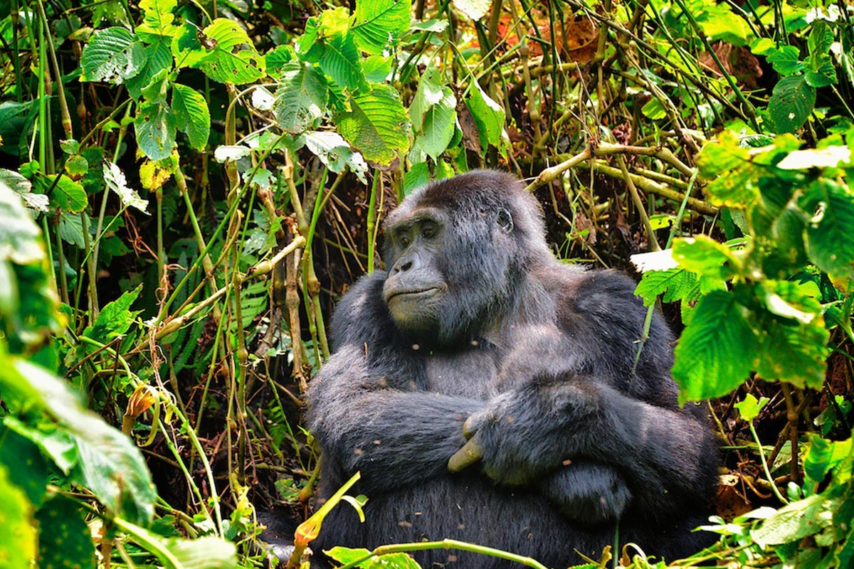 3 Days Uganda Gorilla Trekking From Kigali Uganda Gorilla Safari