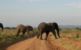 3 Days Kidepo Wildlife Safari