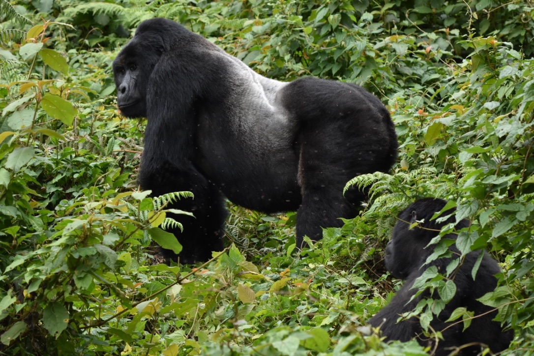 Gorilla trekking Uganda from South Africa