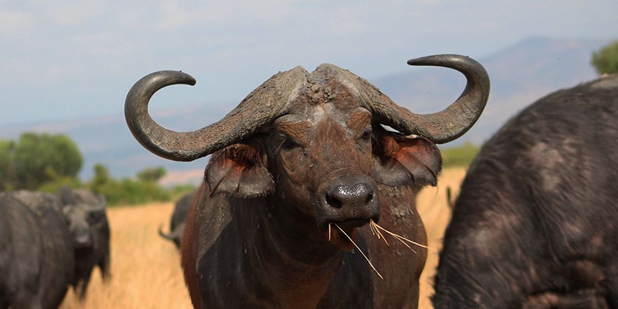 5 Days Uganda Wildlife & gorilla tours