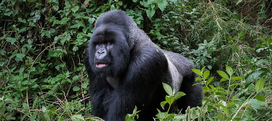 Are Gorillas endangered