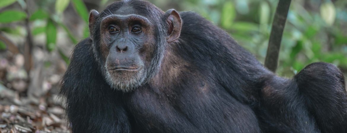 4 Days Queen Elizabeth Chimpanzee Trekking tour
