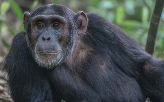 4 Days Queen Elizabeth Chimpanzee Trekking tour