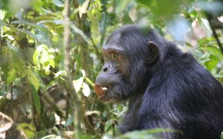 Chimpanzee Trekking