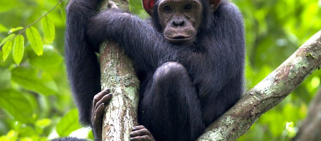 Chimpanzee Trekking in Congo
