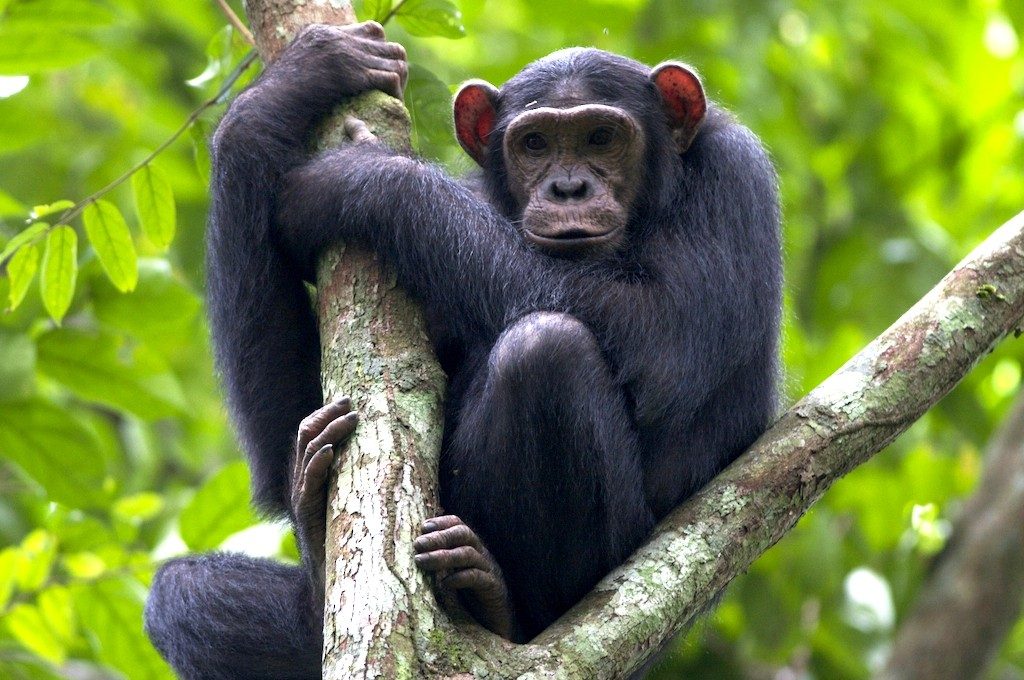 Chimpanzee Trekking in Congo