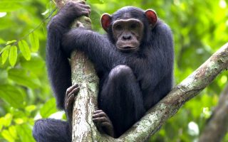 Chimpanzee Trekking in Congo