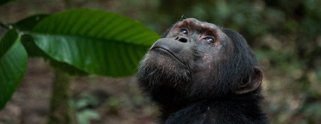 Chimpanzee Trekking in Congo