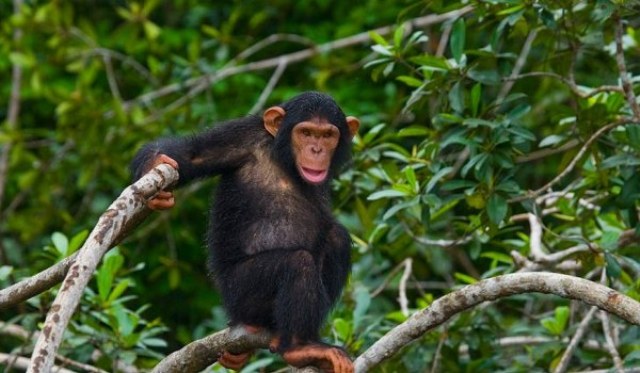 4 Days Murchison Falls Tour