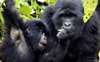 Congo Gorillas