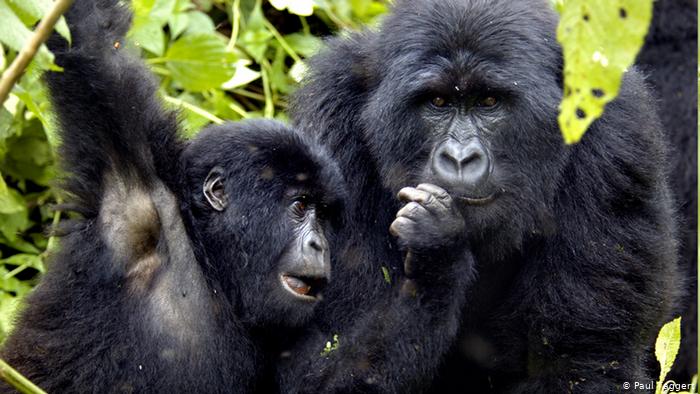 Congo Gorillas