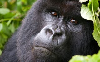 Getting a gorilla permit in Congo