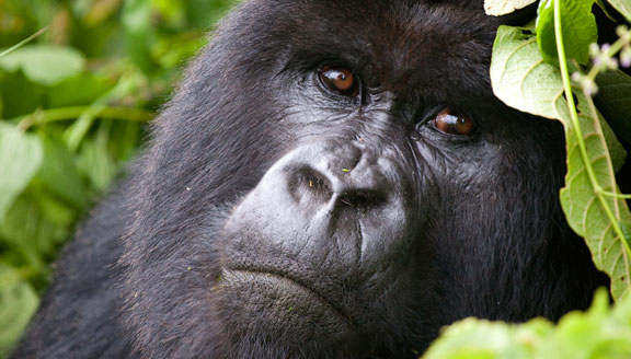Getting a gorilla permit in Congo