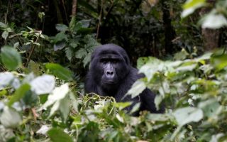 Are Gorillas endangered