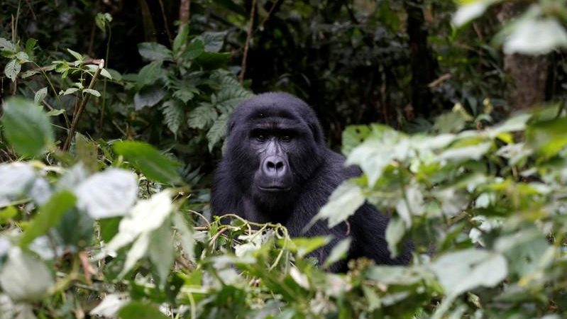 Are Gorillas endangered