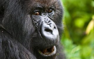 5 Days Uganda Wildlife & gorilla tours