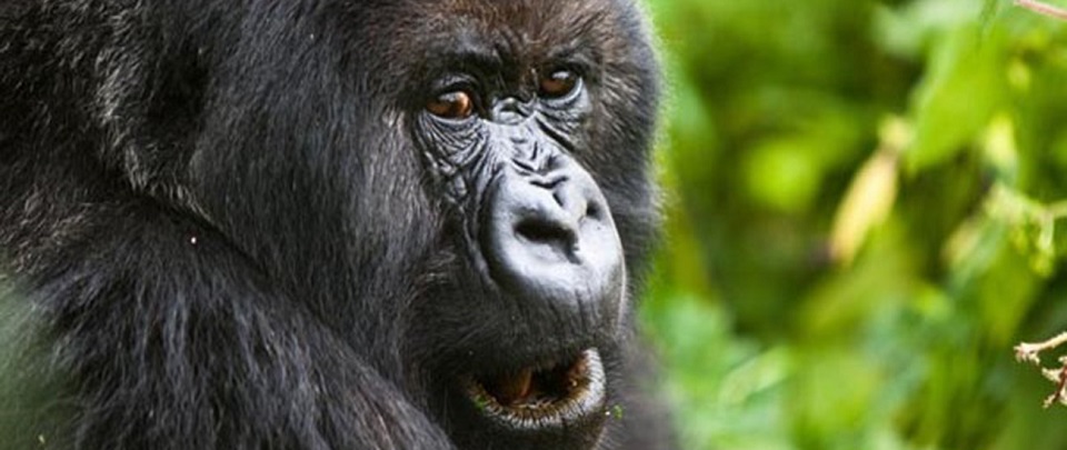 5 Days Uganda Wildlife & gorilla tours