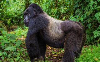 Gorilla Trekking in Mgahinga