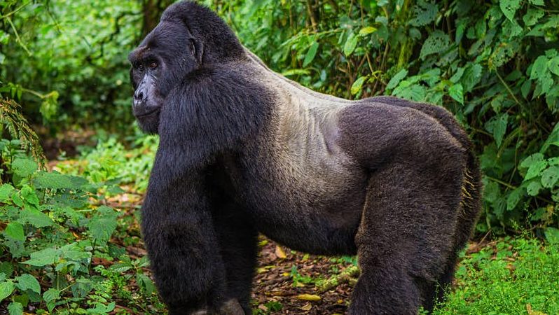 Gorilla Trekking in Mgahinga