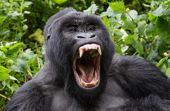Uganda Gorilla Trekking from Kigali