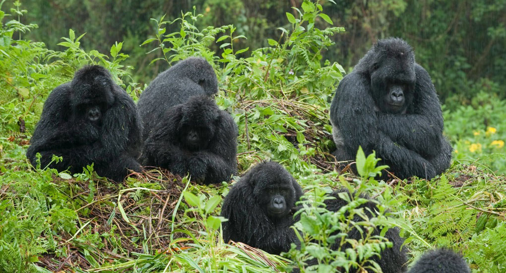 Gorillas in Bwindi Impenetrable National Park after a heavy rain down pour