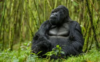Gorillas in Rwanda