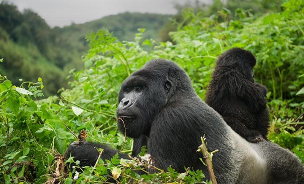 Gorillas in Rwanda