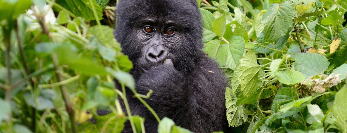 Gorillas in Uganda