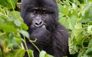 Gorillas in Uganda