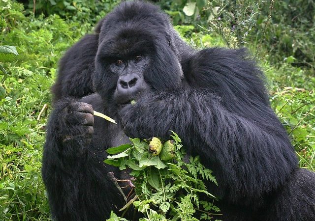Congo Gorillas