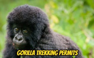 How to get gorilla trekking permits in Congo