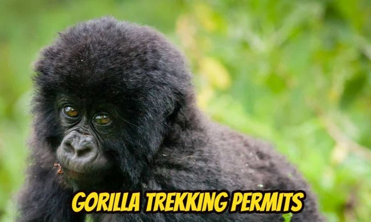 How to get gorilla trekking permits in Congo