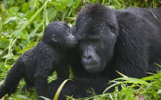 How to get to Bwindi Impenetrable National Park