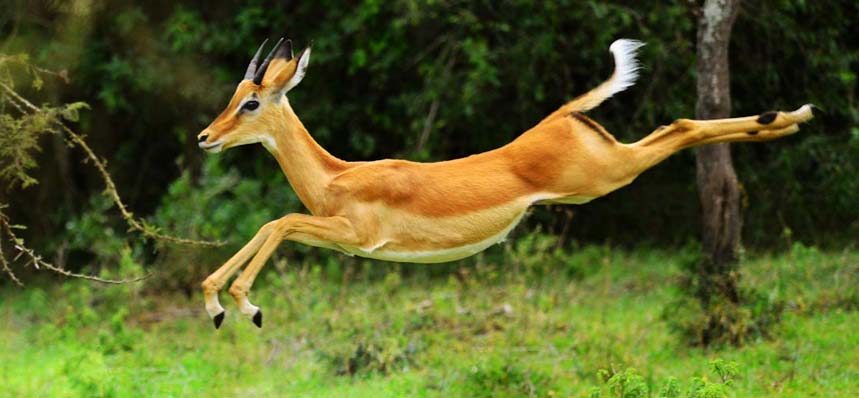 2 Days Lake Mburo Safari