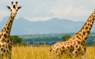 5 Days Kidepo Wildlife & Sipi Falls Safari