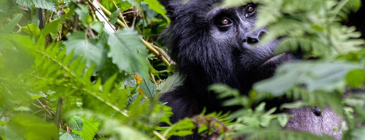 5 Days Uganda Primates & Wildlife Safari
