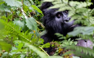 5 Days Uganda Primates & Wildlife Safari
