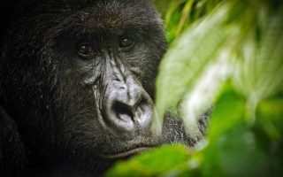 Best time to visit Gorillas