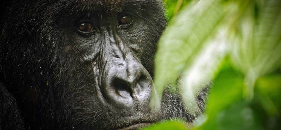 Best time to visit Gorillas