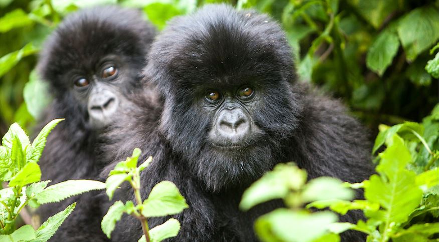 congo  gorillas