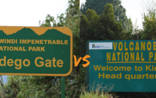 Difference between Gorillas