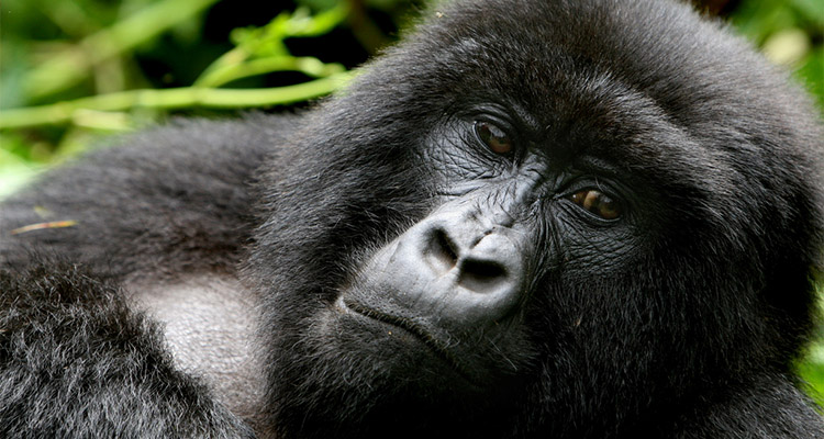 Getting a gorilla permit in Congo