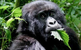 what do gorillas eat