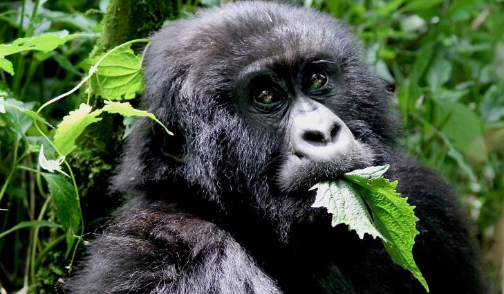 what do gorillas eat