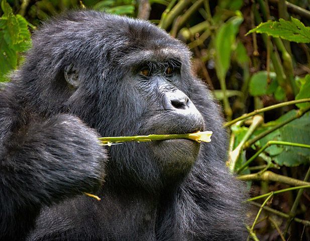 What do gorillas Eat?