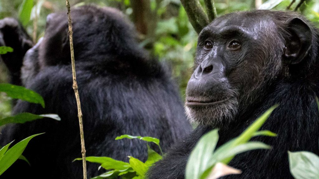 5 Days Uganda Primates & Wildlife Safari