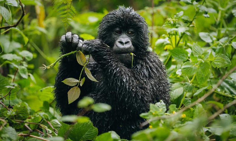 Best time to go Gorilla Trekking