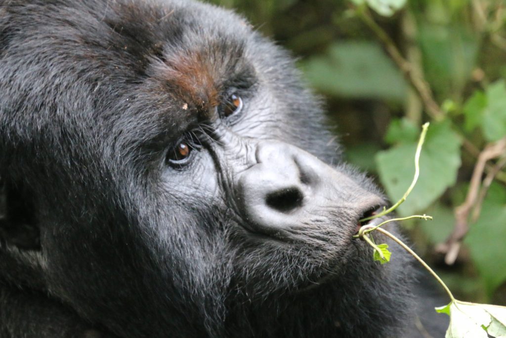 Congo Tours